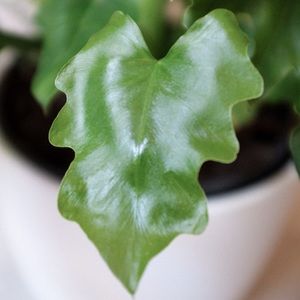 Meet your Posher, Emy